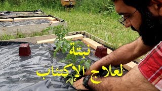 الحلقة الثانية والأربعون نبتة لعلاج الإكتئاب [upl. by Assirol876]