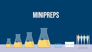 Extracting Plasmid DNA How To Do a Miniprep [upl. by Sanyu]