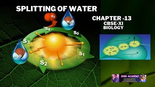 Splitting of Water  Photosynthesis In Higher  Plants  Chapter 13  CBSEXI [upl. by Urbanus904]