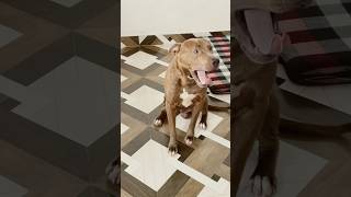 330 psi bite Force😱😰 pitbulldog amazingfacts americanbully animallover ytshorts subscribers [upl. by Sitnalta]