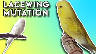 What is Lacewing budgie The AMAZING Genetics behind it [upl. by Hesky]