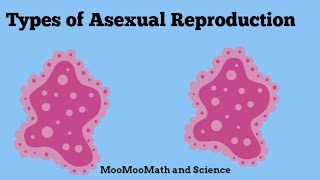 Asexual Reproduction [upl. by Amik864]