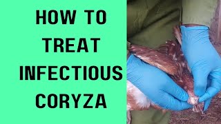 How to treat infectious coryza [upl. by Willa837]