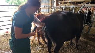 How to Artificially Inseminate AI Cows [upl. by Dawson201]