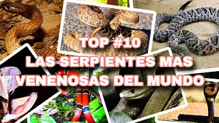 TOP 10  Las Serpientes mas peligrosas del mundo [upl. by Aimerej299]