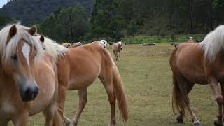 Fernances Creek Haflingers  The Herd [upl. by Horwitz]