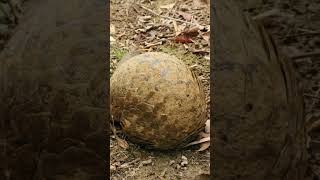 Meet the Incredible ThreeBanded Armadillo  Fascinating Wildlife Short wildlife facts animals [upl. by Aihseya]