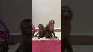 Smart Baby Monkey Max [upl. by Tyrus552]