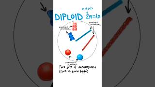 Ploidy  haploid n diploid 2n triploid 3n ploidy haploid diploid triploid [upl. by Laius]