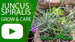 Juncus spiralis  grow amp care Corkscrew rush [upl. by Amena703]