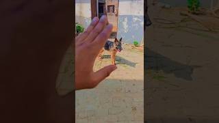 Rottweiler Vs German Who is best doglover rottweiler gsd india [upl. by Seidel]