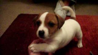 My jack russell called Archy [upl. by Apostles]