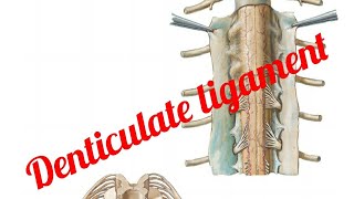 Ligamentum Denticulate [upl. by Urissa]