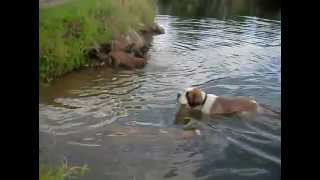 Welpen schwimmen Germanischer Bärenhund [upl. by Yddet356]