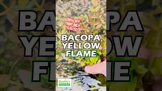 🚨50 OFF 🚨Bacopa caroliniana ‘Yellow flame’ 🔥GOLDFISH PROOF TODAY ONLY 11624 [upl. by Benedick]