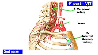 Subclavian artery and vein [upl. by Atiruam668]