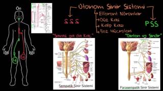 Otonom Sinir Sistemi Sağlık ve Tıp Sinir Sistemi Fizyolojisi Psikoloji  Davranış [upl. by Kress891]