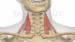 Cervical Spine Muscles Scalenes chiropractor 3D animation [upl. by Viva]