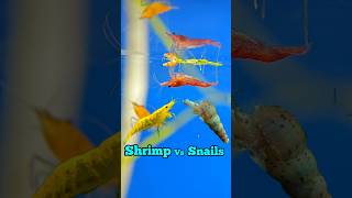 Shrimp vs Snails 🤔 shrimp snails Shrimpfight snailsfight trending petlover shorts pets fish [upl. by Arahsit]