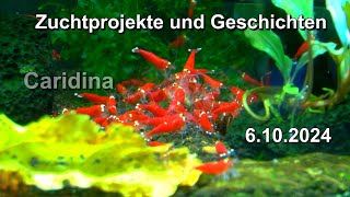 Caridina Zuchtprojekte und Geschichten mit den Zwerggarnelen in der Zucht zu neuen Varianten Garnele [upl. by Tlevesoor699]