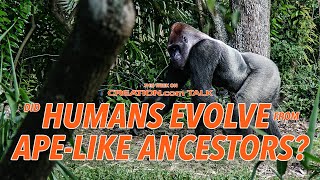 Did Humans Evolve From Apelike Ancestors [upl. by Nicolai725]