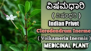 ವಿಷಮಧಾರಿ Clerodendrun Inerme Indian Privet [upl. by Regnij489]