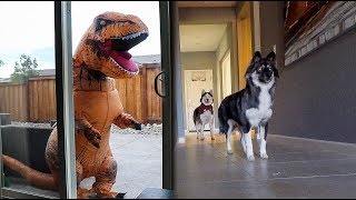 TRex Burglar PRANK On My Huskies [upl. by Trellas]