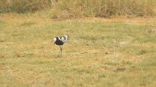 Vanellus spinosus  avefría espinosa  spur winged lapwing [upl. by Girovard106]