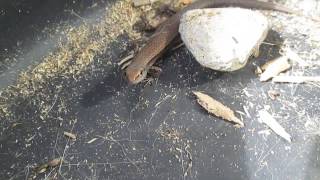 Native New Zealand Skink [upl. by Pearle]