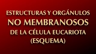 ESTRUCTURAS Y ORGÁNULOS NO MEMBRANOSOS DE LA CÉLULA EUCARIOTA ESQUEMA [upl. by Nitin]