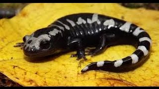 Marbled Salamander Care [upl. by Teirtza774]