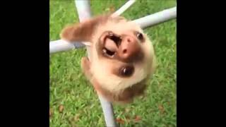 Cute Sloth Falling [upl. by Bedelia]