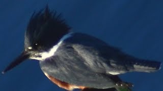 Belted kingfisher bird call loud sound before flying away [upl. by Mailli6]