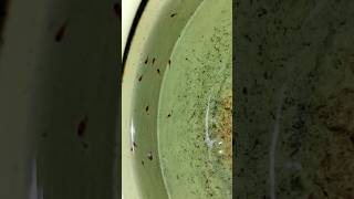 Convict Fish Gave Lots Of Babies shorts convict short monsterfishdom shorts shortvideo trend [upl. by Cower]