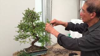 How to Prune a Chinese Elm Bonsai Tree EASY  Peter Chan [upl. by Milena]