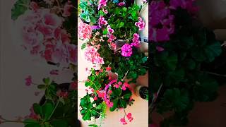 Bayramınız mübarek olsun 🌺 garden flowers plants [upl. by Anikal]