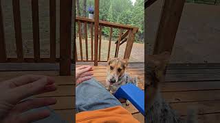 Doggie love travel dogs livelarge mountains cabin California gianttrees redwoods [upl. by Yart441]