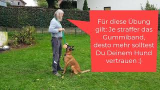 GEFAHR Wenn der Hund loslässt dann IGP Hundesport Malinois [upl. by Bonar]