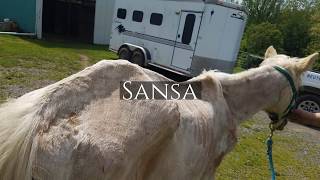 Most Incredible Horse Rescue and Recovery Story You Will Ever Watch in Your Life Sansas Journey [upl. by Mann]