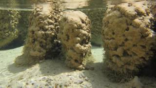 What are Stromatolites [upl. by Eyahs559]