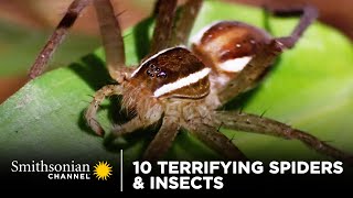 10 Terrifying Spiders amp Insects 🕷 Smithsonian Channel [upl. by Ttennaej]