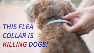 This Flea Collar Is Killing Dogs [upl. by Nivi935]