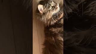 Removing Maine Coon Hairballs [upl. by Worth]