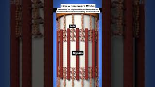 2 biology chse Muscle contraction animation [upl. by Nnylamme399]