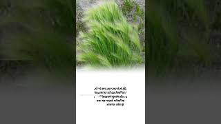 Bablet barley family and scientific name shorts agriculter knowledge fact [upl. by Otilopih419]