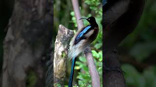 Brown sicklebill bird of paradise [upl. by Ainsley]