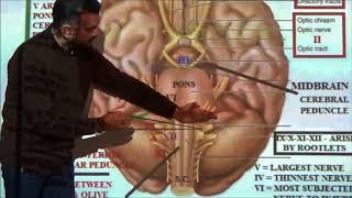 Anatomy Lecture of Cranial nerves Part 1 by DrMuhammad Ramadan [upl. by Einalam169]