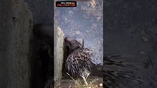 கிணற்றில் விழுந்த முள்ளம் பன்றி 🦔🦔🦔🦔 Rescue hedgehog 😱😱😱😱 [upl. by Urana]