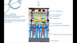 Neurobiologie  Aufbau der Netzhaut [upl. by Ettennej]