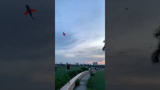 Kites 🪁 flying kiteflying shorts kitefighting kitelover kitefestival [upl. by Idorb]